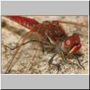 Sympetrum fonscolombii - Fruehe Heidelibelle m02.jpg